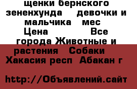 щенки бернского зененхунда. 2 девочки и 2 мальчика(2 мес.) › Цена ­ 22 000 - Все города Животные и растения » Собаки   . Хакасия респ.,Абакан г.